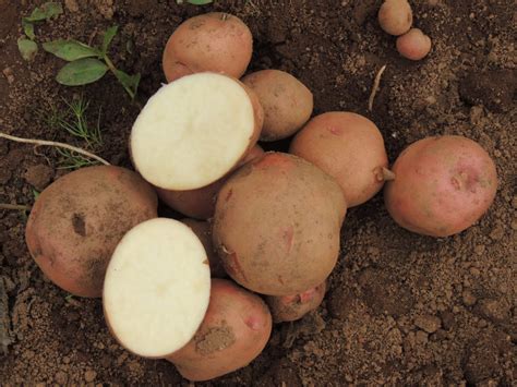 Late Blight-Resistant Potato Holds Promise for Farmers in East Africa ...