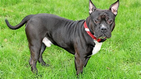 Mülheimer Bulldogge Vito Außen hart und innen ganz weich