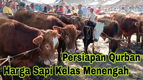 Mendekati Idul Adha Sapi Bakalan Jantan Persiapan Qurban