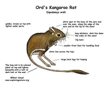Kangaroo Rat Ords