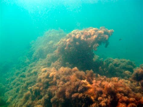 Черное море - Подводный мир. Подводные пейзажи. Под водой.