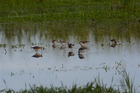 Shorebirds Ricefields Trinidad Markhulme Birdscaribbean