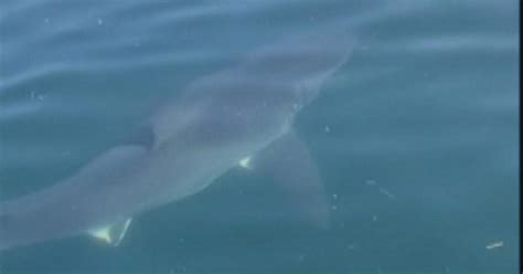 Huge Great White Shark Spotted From Boat In Cape Cod Bay Cbs Boston