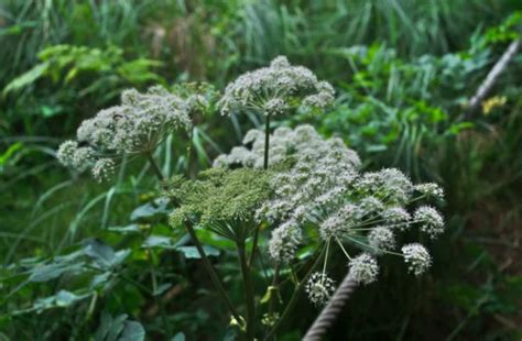 Le Secret Naturel Et Gratuit Pour Radiquer Les Ronces Au Jardin