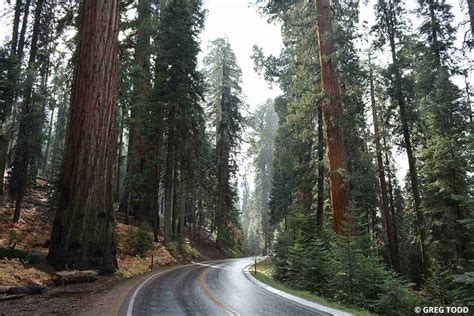 Exploring Sequoia National Park by Car - 15 Pro Travel Tips