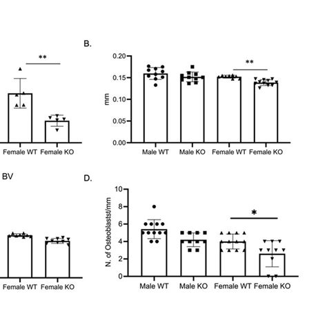 Bone Formation And Osteoblast Numbers Are Decreased In Female C Ko Download Scientific Diagram