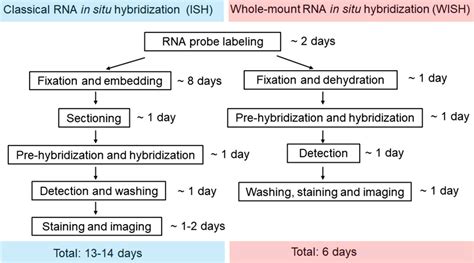 Comparison between classical RNA in situ hybridization (ISH ...