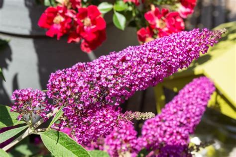 Master Horticulturist Shares 12 Hardy Plants You Can Grow Outdoors In Pots All Year Round