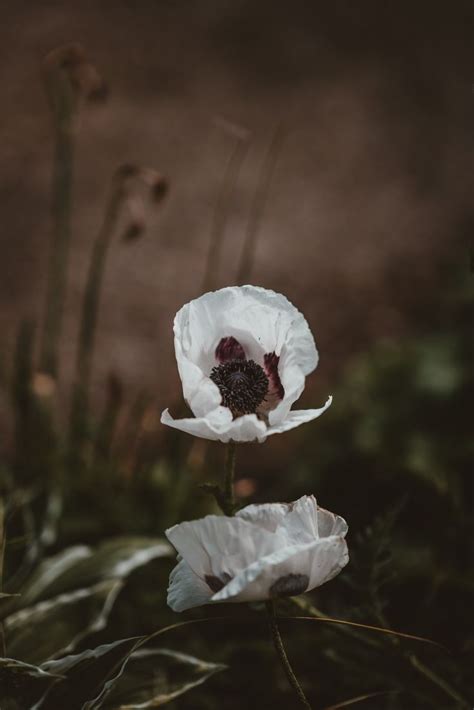 White Poppy in Exbury Gardens, United Kingdom