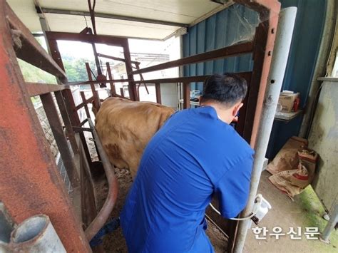 경기 맞춤형 한우수정란 보급사업 추진