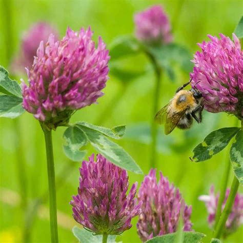 Red Clover Seeds Trifolium Pratense Clover