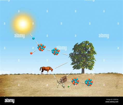 Datación con carbono 14 Ilustración El carbono 14 es un isótopo