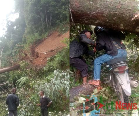 Pohon Besar Tumbang Pagi Ini Jalan Lintas Batangnatal Lumpuh Total