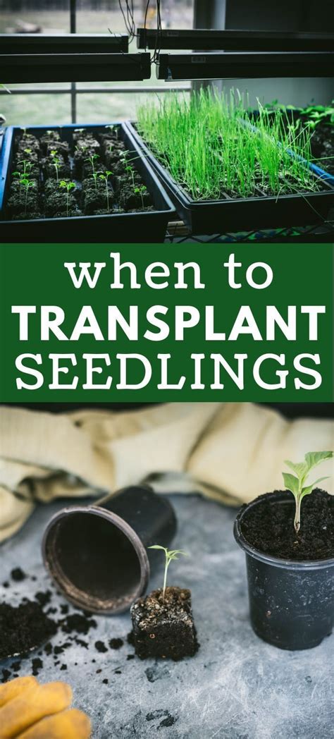 When To Transplant Seedlings Artofit