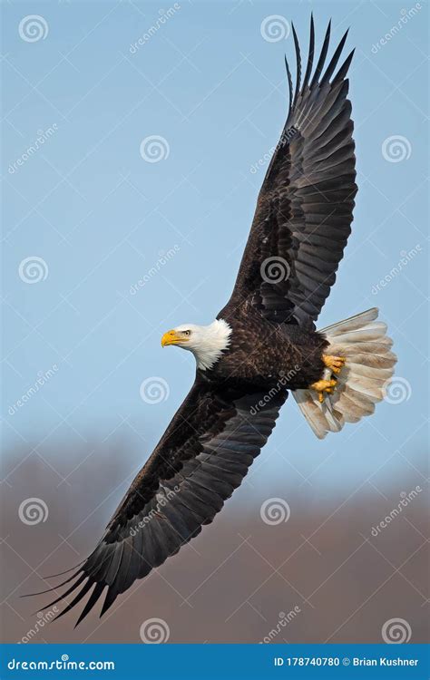 Bald Eagle With Fish Stock Photo Image Of King Flying