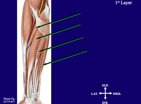 Anatomy Cubital Fossa Forearm Wrist Hand Diagram Quizlet