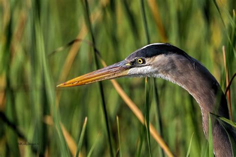 Natural History of the Okefenokee Swamp - The River Basin Center