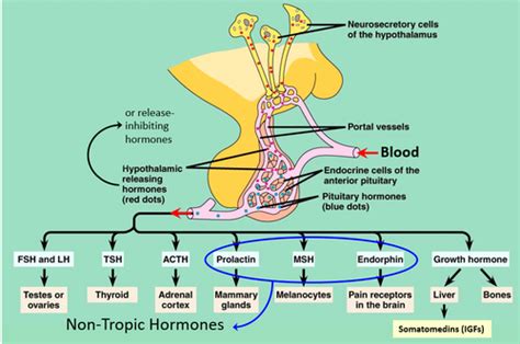 Endocrine System Flashcards Quizlet