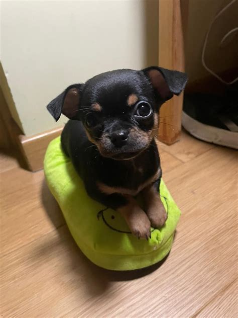 Szczeniak Chihuahua Warszawa Wola Olx Pl