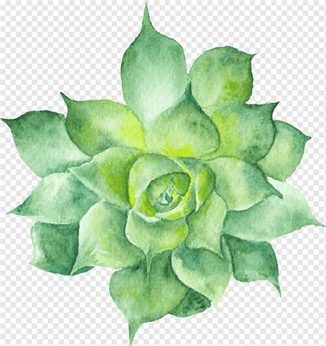 Flor De Acuarela Planta Suculenta Pintura A La Acuarela Cactus