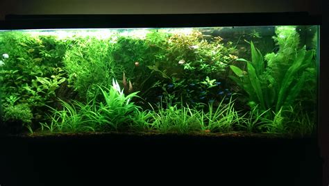 New Member here, First Planted Tank. | The Planted Tank Forum