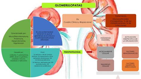 Glomerulopatias Udocz Creators Udocz