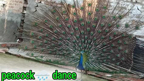 मोर नृत्य Peacock🦚 Dance Complete राष्ट्रीय पक्षी मोर का सुंदर नृत्य मन