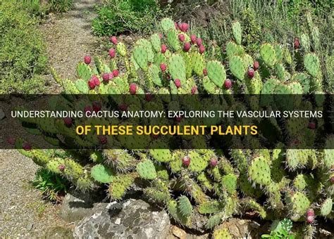 Understanding Cactus Anatomy Exploring The Vascular Systems Of These Succulent Plants Shuncy