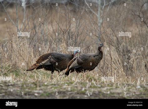 Eastern Wild Turkey Hen Stock Photo Alamy