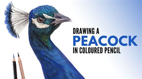 Color Pencil Drawings Of Peacock