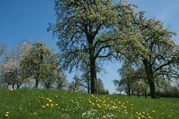 Fotosuche Hochstammbaum Euregio Im Bild