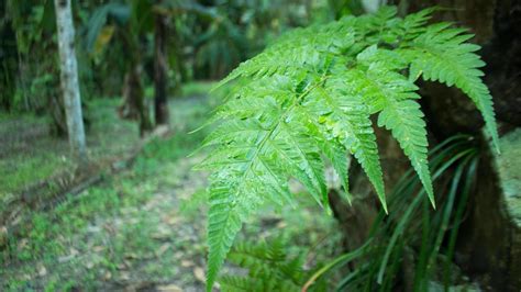 Fern Plants Attach To Palm Trees In The Plantation Stock Photo