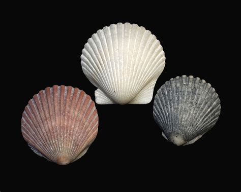 Cockles And Clams Difference At Terry Akers Blog