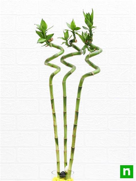 Buy 60 Cm Spiral Stick Lucky Bamboo Plant Pack Of 3 Online From