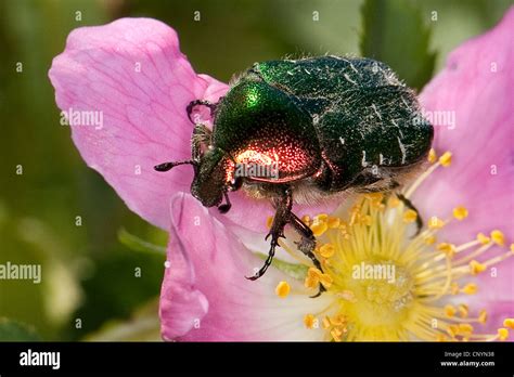 Rose Chafer Beetles Hi Res Stock Photography And Images Alamy