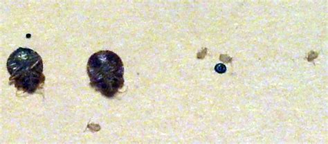 Little Black Round Bugs In Bedroom