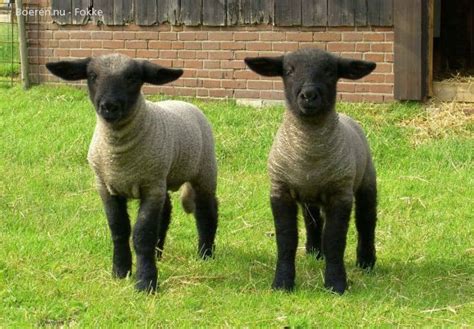 Pin By Hugo Zeller On Enregistrements Rapides In Sheep Breeds