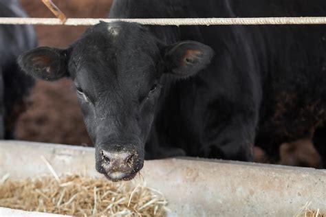 Premium Photo Cows In A Farm Dairy Cows Fresh Hay In Front Of Milk