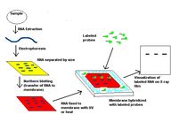 Northern Blot