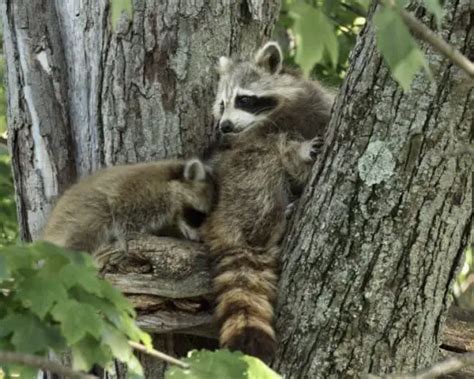 Where Do Raccoons Live? Raccoon Range and Raccoon Habitat • Animals Answers