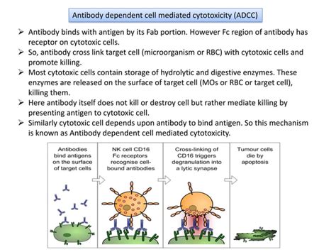 Type Ii Hypersensitivity Antibody Mediated Cytotoxic Hypersensitivity Ppt