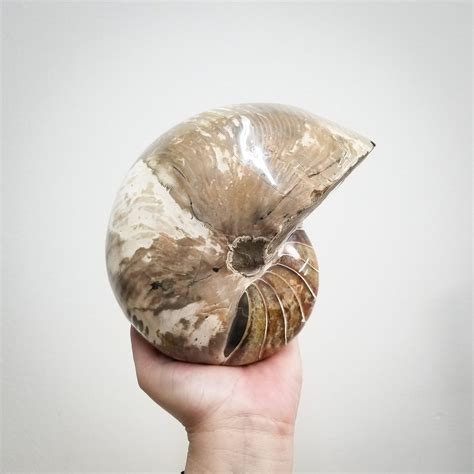 Large Nautilus Fossil