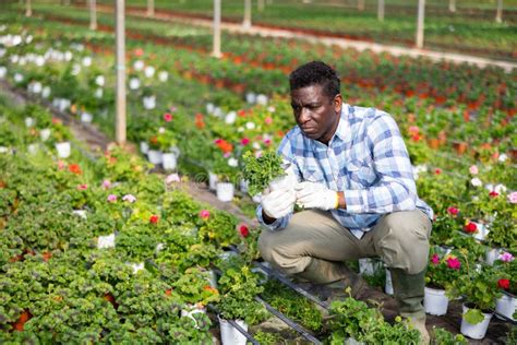 Los Campesinos Miran Cuidadosamente Las Plantas Y Flores Mientras Las