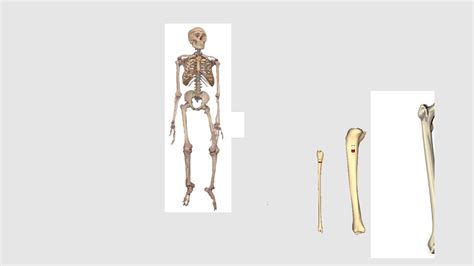 Bones Size Comparison YouTube