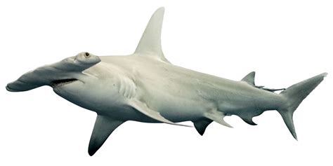 Shark Png Transparent Images Pictures Photos Png Arts