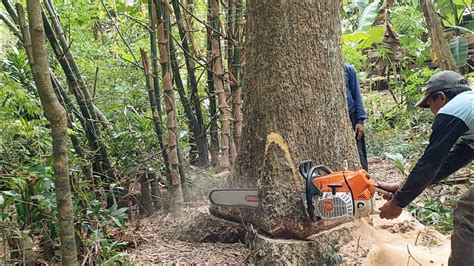 Cut Down 2 Trembesi Trees Stihl Ms 881 Stihl Ms 660 Chainsaw YouTube