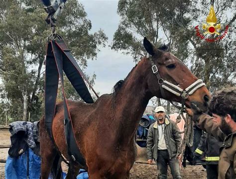 Il Cavallo Sam Non Riesce Ad Alzarsi I Vigili Del Fuoco Lo Aiutano