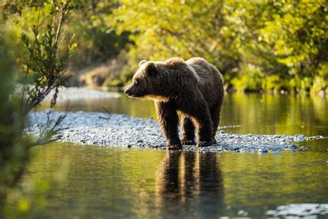 Kamchatka brown bear | DinoAnimals.com