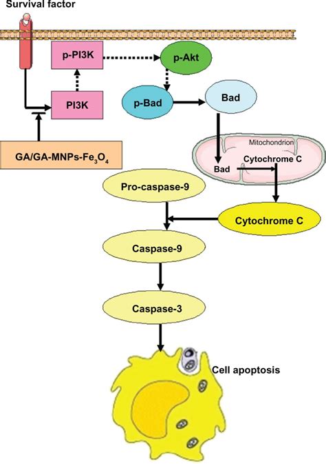 The Mechanism Of Ga Ga Mnps Fe O On Apoptosis Of Lovo Cells Notes