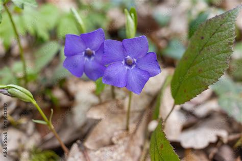 Vinca Minor Periwinkle Dwarf Periwinkle Small Periwinkle Common